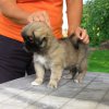 isabelle