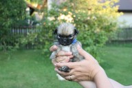 6 modry small